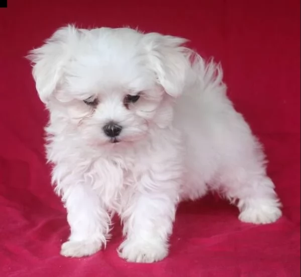 cucciolo di Maltese toy picola razza per adozione | Foto 5