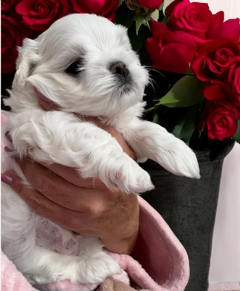 cucciolo di Maltese toy picola razza per adozione | Foto 0
