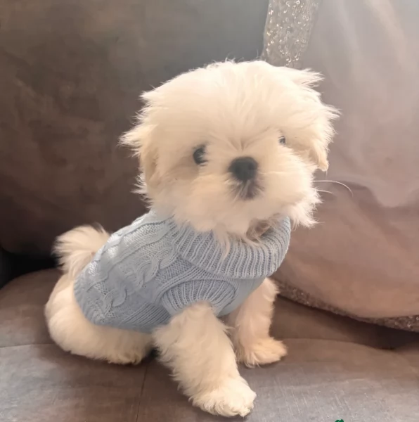 cucciolo di Maltese toy picola razza per adozione | Foto 2
