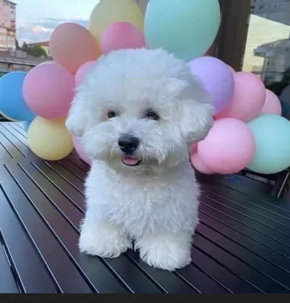 cucciolo di Maltese toy picola razza per adozione | Foto 3