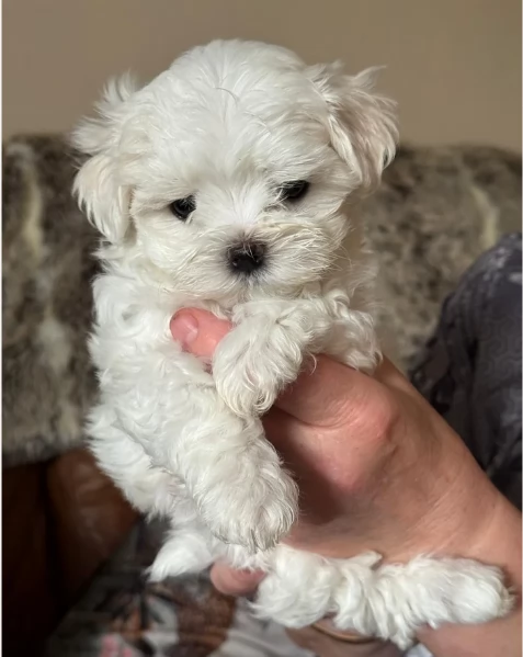 cucciolo di Maltese toy picola razza per adozione | Foto 2