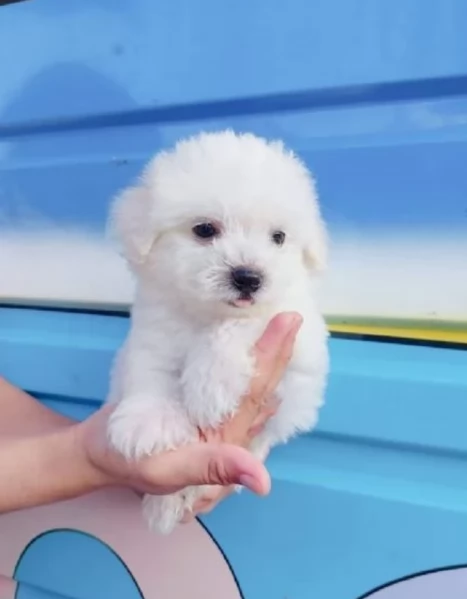 cucciolo di Maltese toy picola razza per adozione | Foto 3