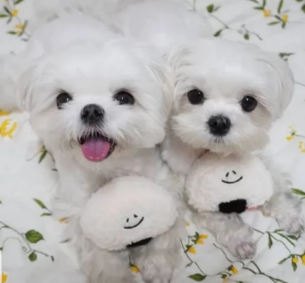 cucciolo di Maltese toy picola razza per adozione | Foto 1