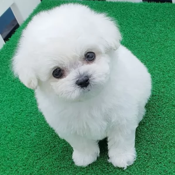 cucciolo di Maltese toy picola razza per adozione | Foto 0