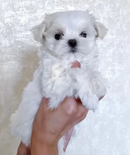 cucciolo di Maltese toy picola razza per adozione | Foto 6