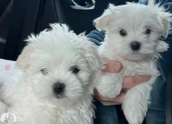 cucciolo di Maltese toy picola razza per adozione