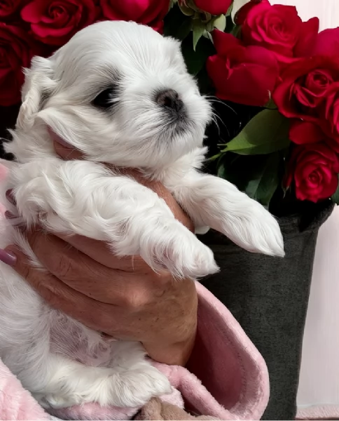 cucciolo di Maltese toy picola razza per adozione | Foto 4