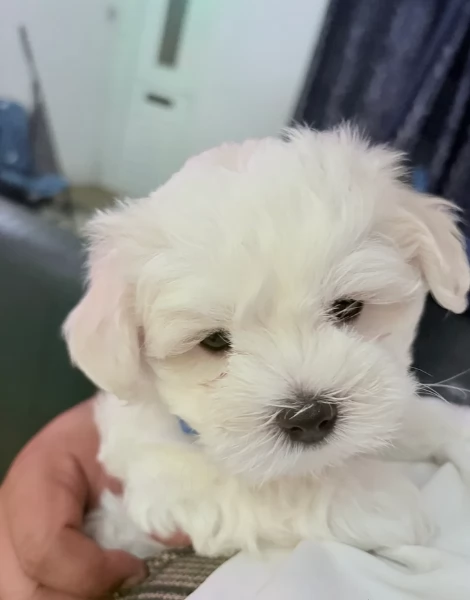 cucciolo di Maltese toy picola razza per adozione | Foto 1