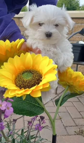 cucciolo di Maltese toy picola razza per adozione | Foto 0