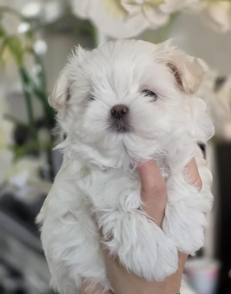 cucciolo di Maltese toy picola razza per adozione | Foto 6