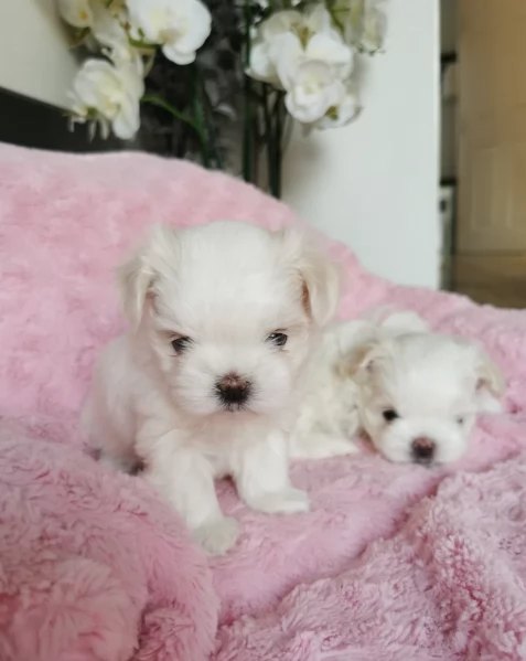 cucciolo di Maltese toy picola razza per adozione | Foto 5