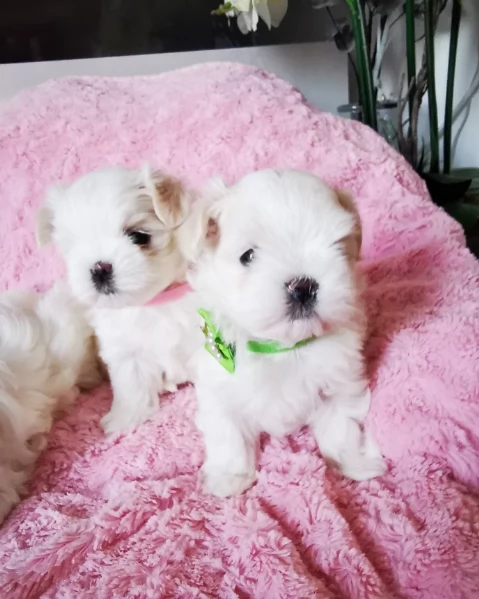 cucciolo di Maltese toy picola razza per adozione | Foto 2