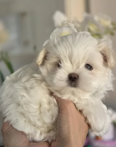 cucciolo di Maltese toy picola razza per adozione | Foto 0