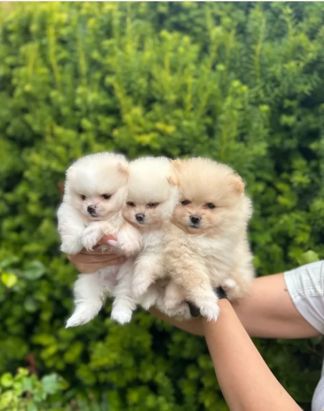  Pomeranian Toy cuccioli maschio e femmina mini toy per adozione | Foto 6