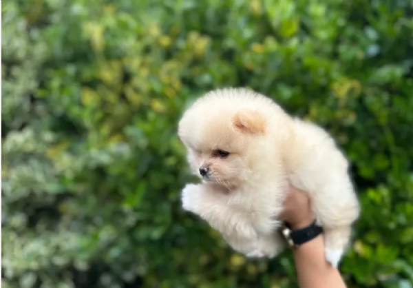  Pomeranian Toy cuccioli maschio e femmina mini toy per adozione | Foto 5