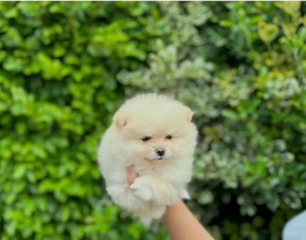  Pomeranian Toy cuccioli maschio e femmina mini toy per adozione | Foto 4