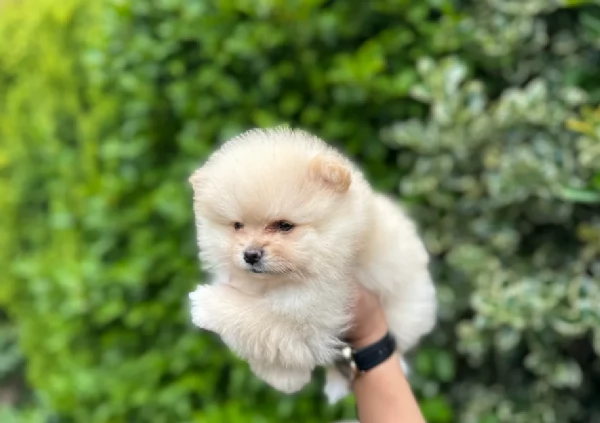  Pomeranian Toy cuccioli maschio e femmina mini toy per adozione | Foto 2