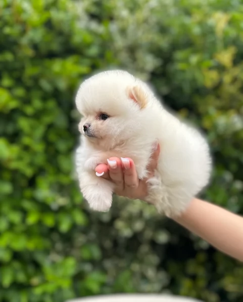  Pomeranian Toy cuccioli maschio e femmina mini toy per adozione