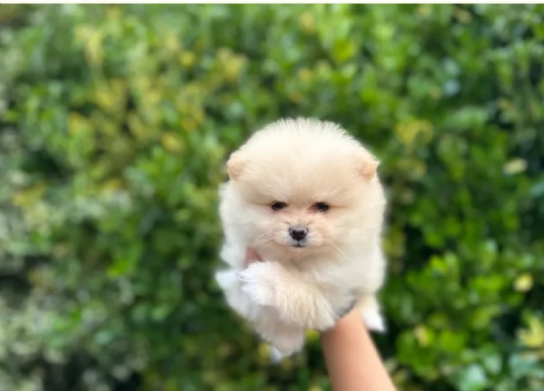  Pomeranian Toy cuccioli maschio e femmina mini toy per adozione | Foto 0