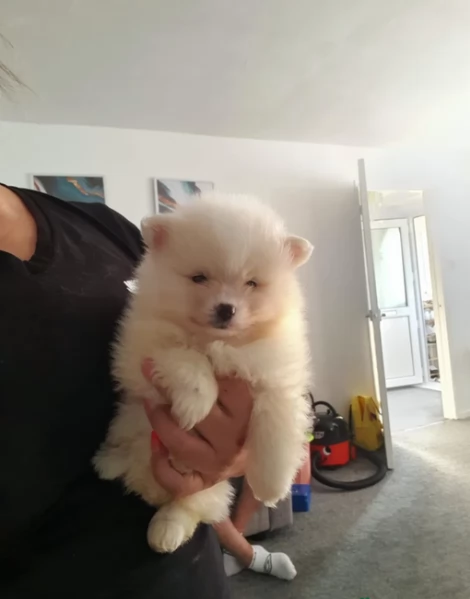  Pomeranian Toy cuccioli maschio e femmina mini toy per adozione | Foto 4