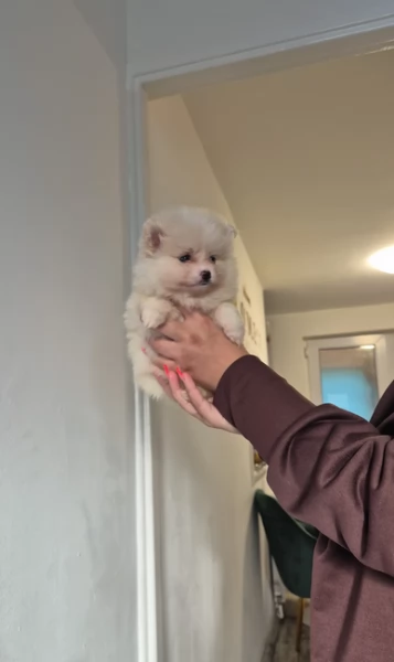  Pomeranian Toy cuccioli maschio e femmina mini toy per adozione | Foto 2