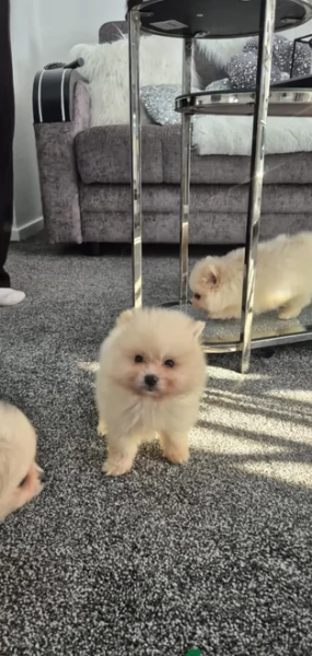  Pomeranian Toy cuccioli maschio e femmina mini toy per adozione