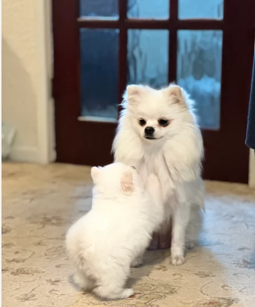  Pomeranian Toy cuccioli maschio e femmina mini toy per adozione | Foto 0