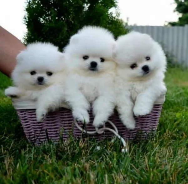  Pomeranian Toy cuccioli maschio e femmina mini toy per adozione