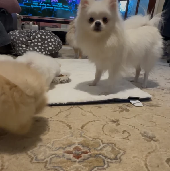  Pomeranian Toy cuccioli maschio e femmina mini toy per adozione | Foto 5