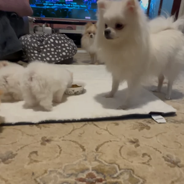  Pomeranian Toy cuccioli maschio e femmina mini toy per adozione | Foto 4