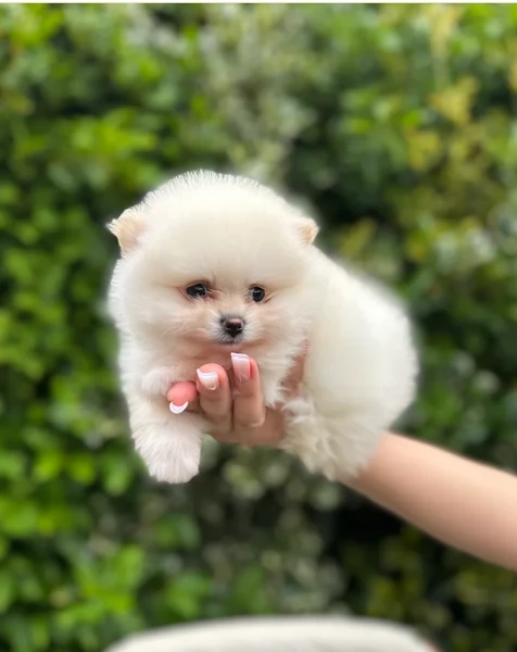  Pomeranian Toy cuccioli maschio e femmina mini toy per adozione | Foto 0