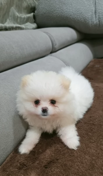  Pomeranian Toy cuccioli maschio e femmina mini toy per adozione | Foto 5