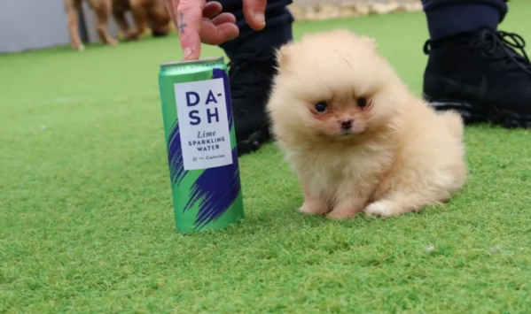  Pomeranian Toy cuccioli maschio e femmina mini toy per adozione | Foto 6