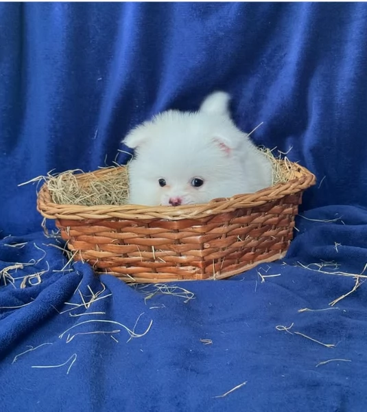  Pomeranian Toy cuccioli maschio e femmina mini toy per adozione | Foto 5