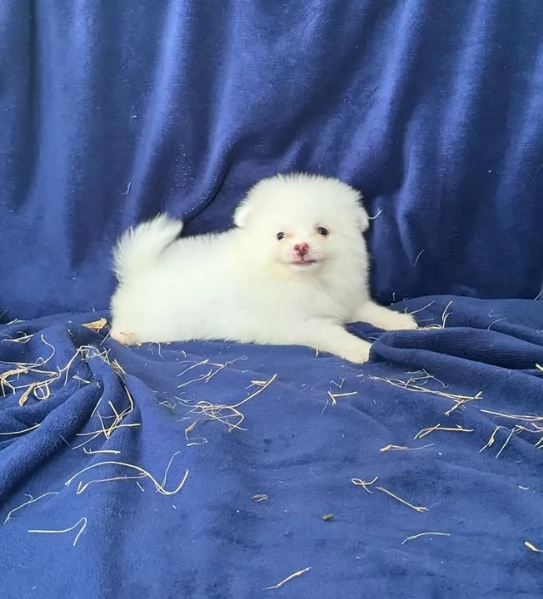  Pomeranian Toy cuccioli maschio e femmina mini toy per adozione