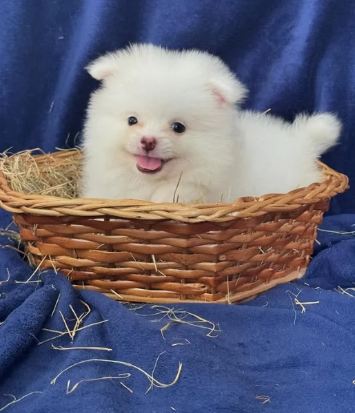  Pomeranian Toy cuccioli maschio e femmina mini toy per adozione | Foto 3