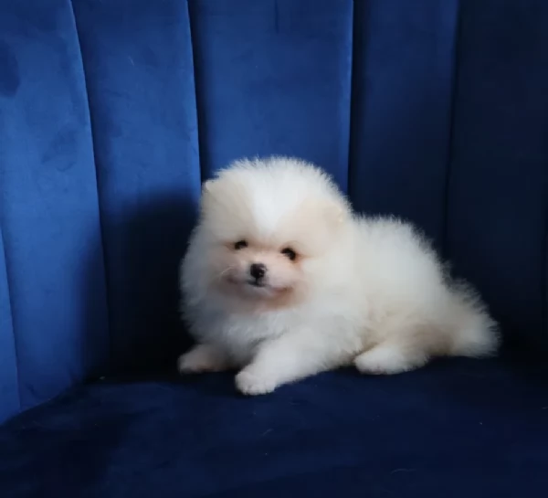  Pomeranian Toy cuccioli maschio e femmina mini toy per adozione | Foto 2