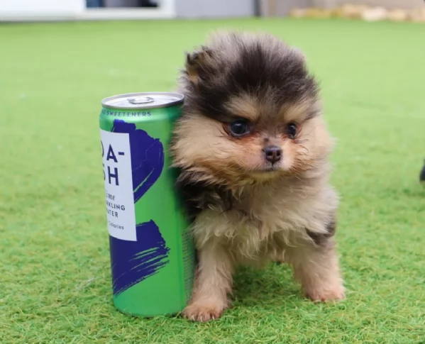  Pomeranian Toy cuccioli maschio e femmina mini toy per adozione | Foto 1