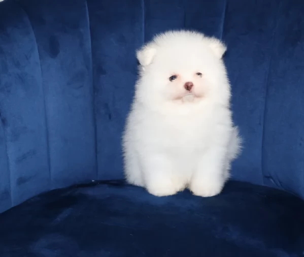  Pomeranian Toy cuccioli maschio e femmina mini toy per adozione | Foto 0