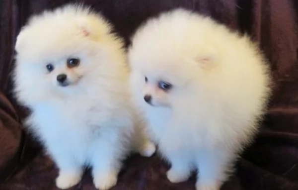  Pomeranian Toy cuccioli maschio e femmina mini toy per adozione
