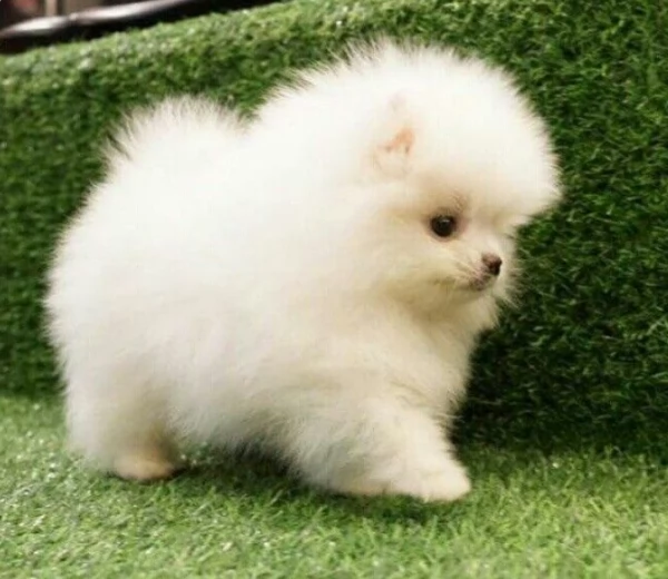  Pomeranian Toy cuccioli maschio e femmina mini toy per adozione | Foto 6