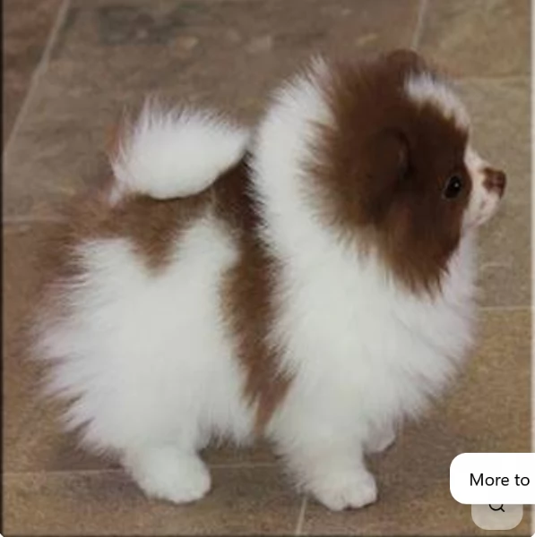  Pomeranian Toy cuccioli maschio e femmina mini toy per adozione | Foto 3