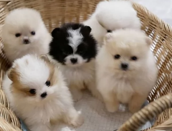  Pomeranian Toy cuccioli maschio e femmina mini toy per adozione | Foto 1