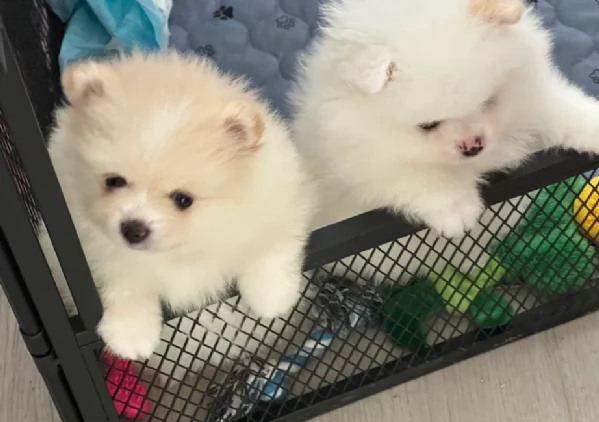  Pomeranian Toy cuccioli maschio e femmina mini toy per adozione | Foto 4