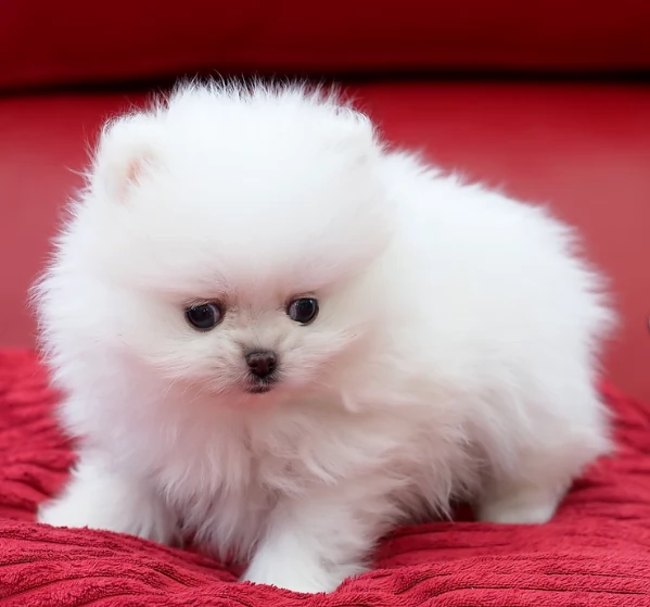  Pomeranian Toy cuccioli maschio e femmina mini toy per adozione | Foto 5