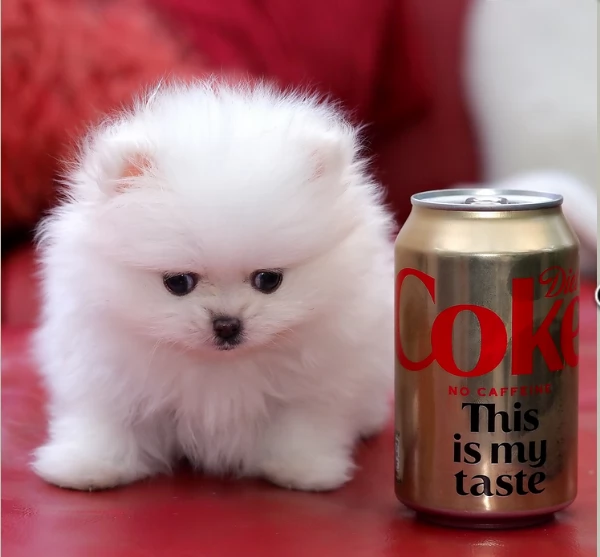  Pomeranian Toy cuccioli maschio e femmina mini toy per adozione | Foto 4