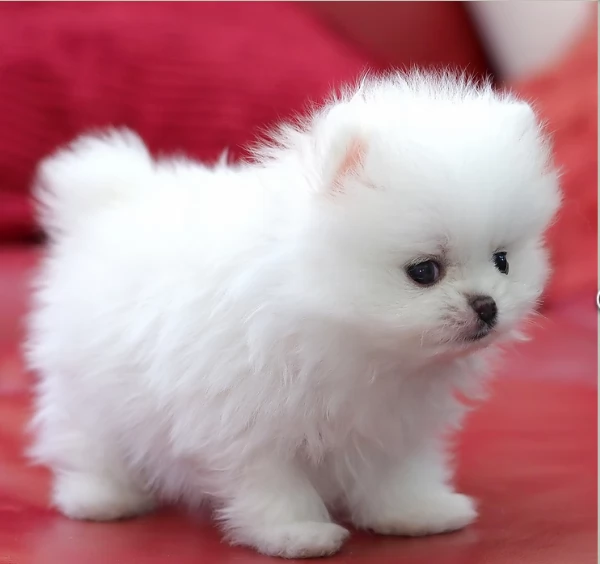  Pomeranian Toy cuccioli maschio e femmina mini toy per adozione