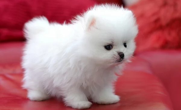  Pomeranian Toy cuccioli maschio e femmina mini toy per adozione | Foto 2