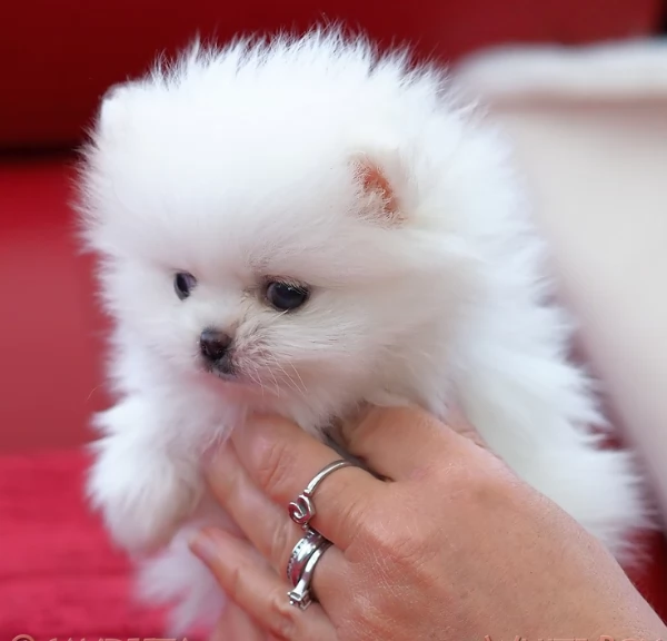  Pomeranian Toy cuccioli maschio e femmina mini toy per adozione | Foto 0