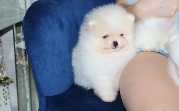  Pomeranian Toy cuccioli maschio e femmina mini toy per adozione | Foto 6